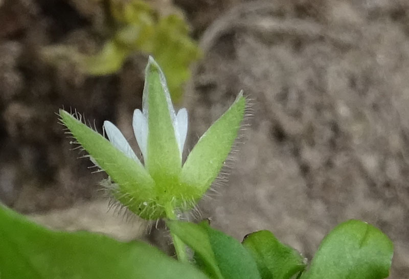 Stellaria media - Caryophyllaceae